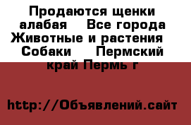 Продаются щенки алабая  - Все города Животные и растения » Собаки   . Пермский край,Пермь г.